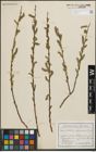 Foto von Salix purpurea L.